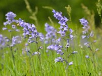 Hyacinthoides hispanica 18, Saxifraga-Bart Vastenhouw