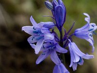 Hyacinthoides hispanica 2, Saxifraga-Jan van der Straaten