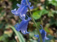 Hyacinthoides hispanica 03, Spaanse hyacint, AHB  Spaanse hyacint - Hyacinthoides hispanica  Hardenberg-Heemse op 11 mei 2018 Validatie Niels Eimers. Zie:https://waarneming.nl/waarneming/view/156415233 : Bloem Blauw, Groep Planten, Saxifraga ingezonden, Soortenregister ingezonden, Waarneming.nl