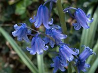 Hyacinthoides hispanica 04, Spaanse hyacint, AHB  Spaanse hyacint - Hyacinthoides hispanica  Hardenberg-Heemse op 11 mei 2018 Validatie Niels Eimers. Zie:https://waarneming.nl/waarneming/view/156415233