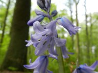 Hyacinthoides hispanica 23, Saxifraga-Rutger Barendse