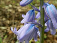 Hyacinthoides hispanica 24, Saxifraga-Rutger Barendse