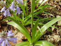 Hyacinthoides hispanica 25, Saxifraga-Rutger Barendse