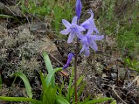 Hyacinthoides hispanica 28, Saxifraga-Ed Stikvoort