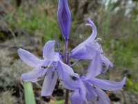 Hyacinthoides hispanica 29, Saxifraga-Ed Stikvoort