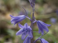 Hyacinthoides hispanica 3, Saxifraga-Jan van der Straaten