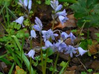 Hyacinthoides hispanica 33, Saxifraga-Ed Stikvoort