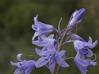 Hyacinthoides hispanica 7, Saxifraga-Jan van der Straaten