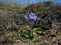 Hyacinthoides mauritanica 10, Saxifraga-Ed Stikvoort