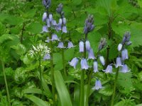 Hyacinthoides x massartiana 3, Basterdhyacint, Saxifraga-Ed Stikvoort