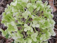 Hydrangea arborea 2, Saxifraga-Rutger Barendse