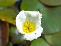 Hydrocharis morsus-ranae 10, Kikkerbeet, Saxifraga-Bart Vastenhouw