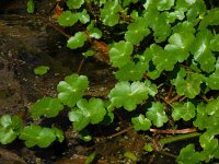 Hydrocotyle ranunculoides 14, Grote waternavel, Saxifraga-Ed Stikvoort