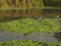 Hydrocotyle ranunculoides 6, Grote waternavel, Saxifraga-Jan van der Straaten