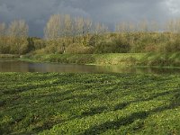 Hydrocotyle ranunculoides 7, Grote waternavel, Saxifraga-Jan van der Straaten