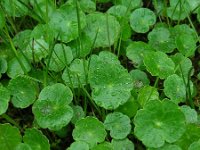 Hydrocotyle vulgaris 11, Gewone waternavel, Saxifraga-Ed Stikvoort