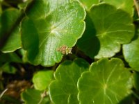 Hydrocotyle vulgaris 12, Gewone waternavel, Saxifraga-Ed Stikvoort