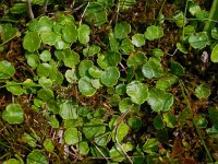 Hydrocotyle vulgaris 13, Gewone waternavel, Saxifraga-Ed Stikvoort