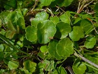 Hydrocotyle vulgaris 14, Gewone waternavel, Saxifraga-Ed Stikvoort