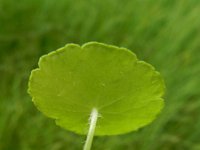 Hydrocotyle vulgaris 15, Gewone waternavel, Saxifraga-Rutger Barendse