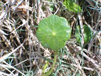 Hydrocotyle vulgaris 2, Gewone waternavel, Saxifraga-Jasenka Topic