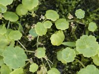 Hydrocotyle vulgaris 20, Gewone waternavel, Saxifraga-Willem van Kruijsbergen