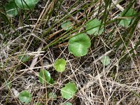 Hydrocotyle vulgaris 3, Gewone waternavel, Saxifraga-Jasenka Topic