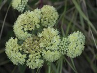 Hylotelephium telephium 31, Hemelsleutel, Saxifraga-Willem van Kruijsbergen