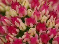 Hylotelephium telephium 7, Hemelsleutel, Saxifraga-Rudmer Zwerver