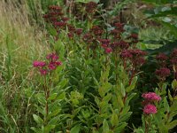 Hylotelephium telephium 8, Hemelsleutel, Saxifraga-Hans Dekker