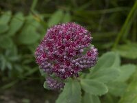 Hylotelephium telephium ssp fabaria 11, Saxifraga-Willem van Kruijsbergen