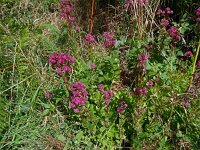 Hylotelephium telephium ssp fabaria 17, Hemelsleutel, Saxifraga-Hans Grotenhuis