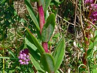 Hylotelephium telephium ssp fabaria 20, Hemelsleutel, Saxifraga-Hans Grotenhuis