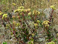 Hylotelephium telephium ssp maximum 22, Saxifraga-Hans Grotenhuis
