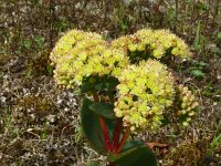 Hylotelephium telephium ssp maximum 23, Saxifraga-Hans Grotenhuis