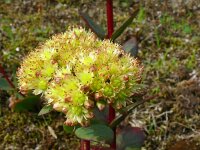 Hylotelephium telephium ssp maximum 24, Saxifraga-Hans Grotenhuis