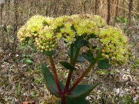 Hylotelephium telephium ssp maximum 25, Saxifraga-Hans Grotenhuis