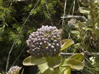Hylotelephium telephium ssp maximum 3, Saxifraga-Jan van der Straaten