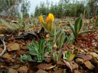 Hymenocarpos lotoides 2, Saxifraga-Ed Stikvoort