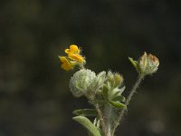 Hymenocarpus circinnatus 2, Saxifraga-Jan van der Straaten