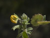 Hymenocarpus circinnatus 5, Saxifraga-Jan van der Straaten