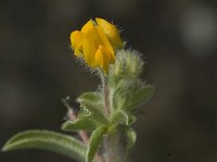 Hymenocarpus circinnatus 6, Saxifraga-Jan van der Straaten