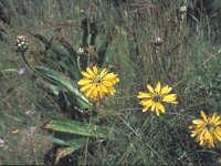 Hymenonema laconicum 2, Saxifraga-Jan van der Straten