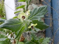 Hyoscyamus albus 22, Wit bilzekruid, Saxifraga-Rutger Barendse