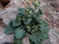 Hyoscyamus albus 31, Wit bilzekruid, Saxifraga-Peter Meininger