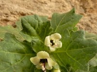 Hyoscyamus albus 39, Wit bilzekruid, Saxifraga-Ed Stikvoort