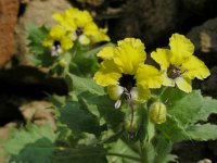 Hyoscyamus aureus 3, Saxifraga-Ed Stikvoort