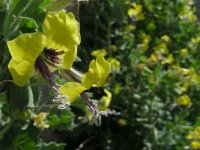 Hyoscyamus aureus 5, Saxifraga-Ed Stikvoort