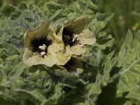 Hyoscyamus niger 11, Bilzekruid, Saxifraga-Jan van der Straaten