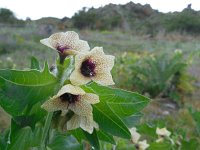 Hyoscyamus niger 17, Bilzekruid, Saxifraga-Ed Stikvoort